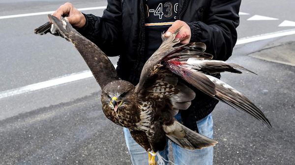 Albania Is Losing Its National Bird To Rampant Poaching