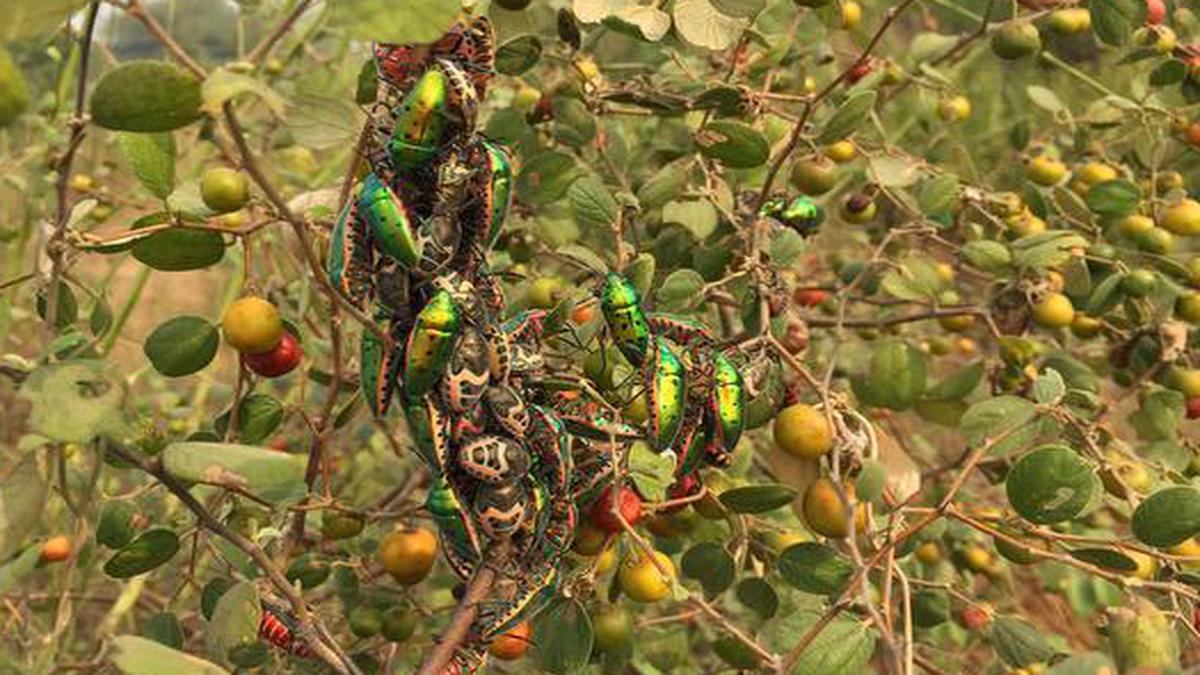 As Winter Comes In The Ber Bursts Into Fruit The Hindu