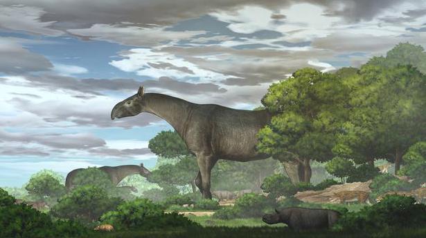 Fossils show new species of extinct giant rhino that roamed Asia