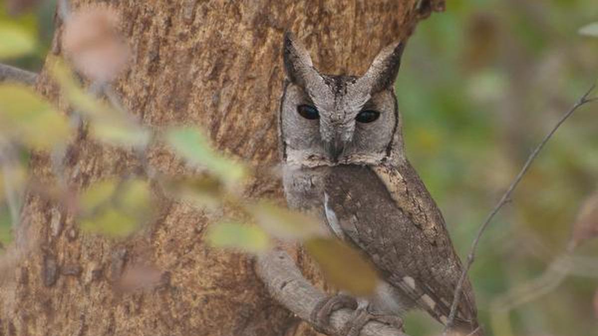 The Indian Scops Owl Is Easier Heard Than Seen The Hindu