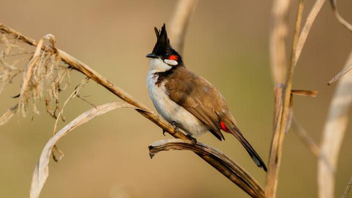 The Urban Songbird On The Red Whiskered Bulbul The Hindu