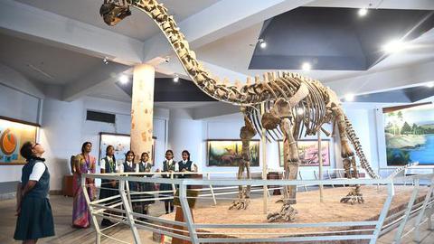   Sauropod skeleton. Image for representational purposes only  