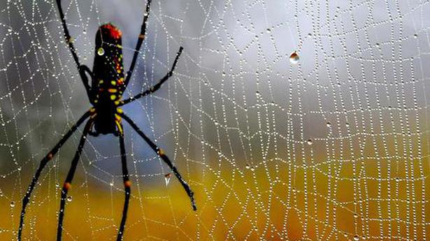 There’s music in spider webs, say MIT researchers