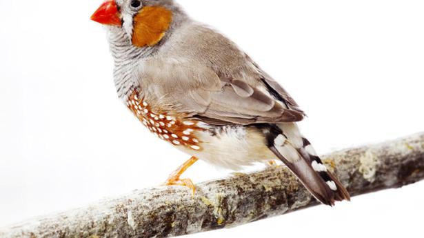 Question Corner: Can traffic noise affect birds?