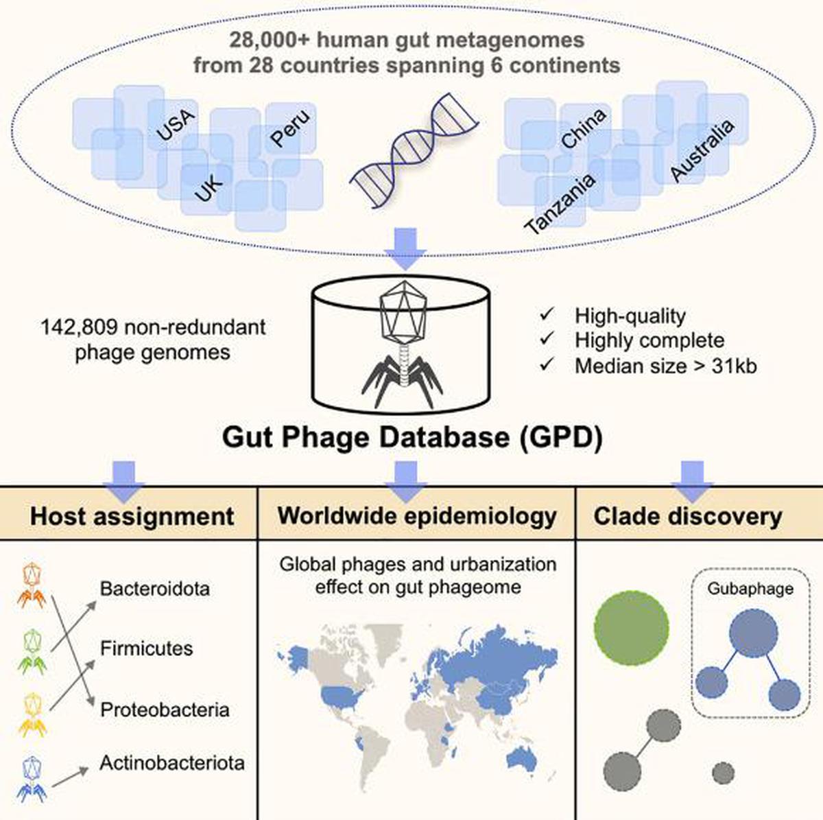 The Gut Phage Database, a collection of 142,809 non-redundant viral genomes (>10 kb) obtained by mining a dataset of 28,060 globally distributed human gut metagenomes and 2,898 reference genomes of cultured gut bacteria. Image credit: Camarillo-Guerrero et al.,