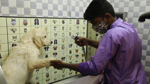 A ‘paw-dicure’, bubble bath and massage at home, courtesy Just Groom in Hyderabad